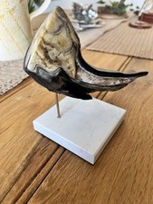 Overgrown shetland pony hoof