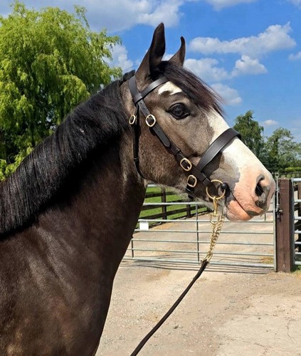 Hand bridle havana brown - in-hand,