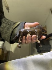 Beswick Shetland Pony