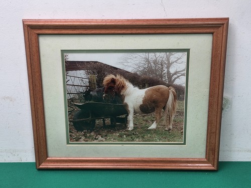 Framed shetland pony - framed,