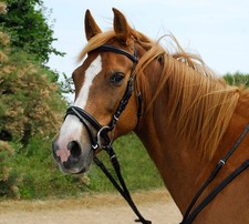 Windsor Leather Horse Pony