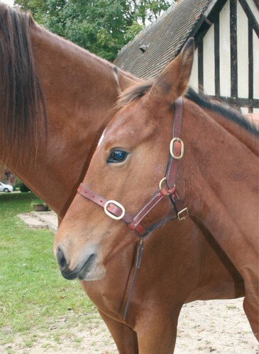 New foal mini pony - foal,