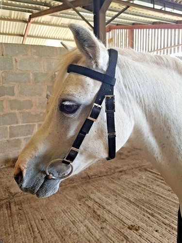 Half crown bridle shetland - crown,