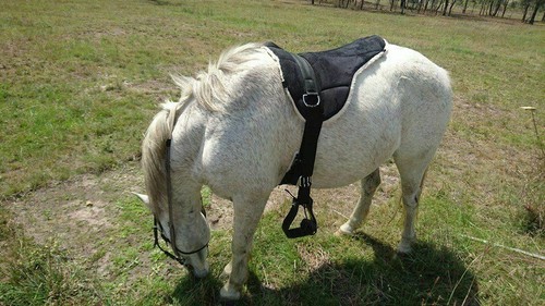 Equipride bareback riding pad - equipride,