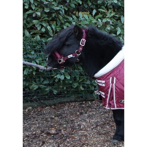 Ruggles head collar - head,