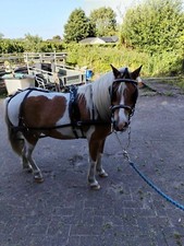 Driving Harness  Shetland /