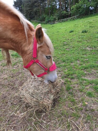 Unicorn fleece headcollar - unicorn,