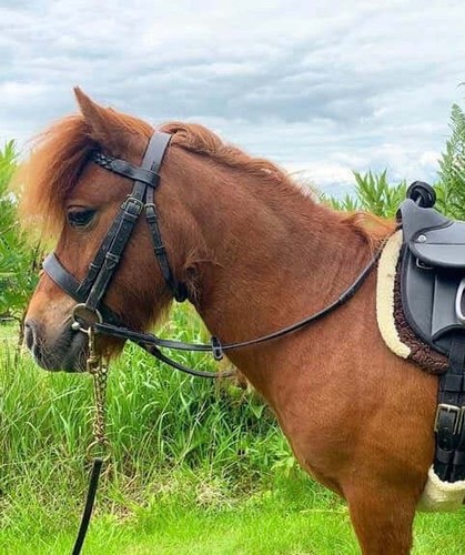 Plaited browband bridle - plaited,