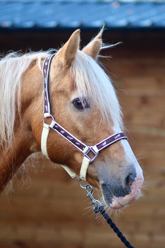 Padded headcollar halter - /,